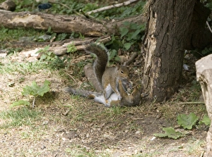 Images Dated 12th June 2010: Grey Squirrels having a fight on ground then continued along a branch Oxon UK