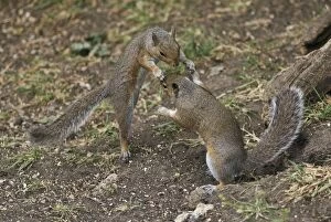 Images Dated 12th June 2010: Grey Squirrels having a fight on ground then continued along a branch Oxon UK