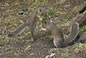 Grey Squirrels having a fight on ground then continued along a branch Oxon UK