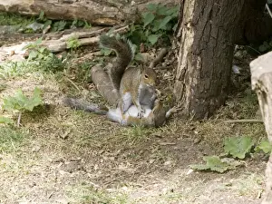 Grey Squirrels having a fight on ground then continued along a branch Oxon UK