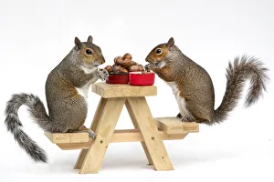 Two Grey Squirrels, on a little picnic bench eating nuts and Berries, white background T Two Grey Squirrels, on a little picnic bench eating nuts and Berries, white background T