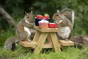 Squirrels Collection: Two Grey Squirrels on a mini picnic bench eating nuts & fruit