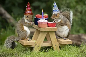 Images Dated 13th July 2020: Two Grey Squirrels on a mini picnic bench having a birthday party Date: 18-Mar-19