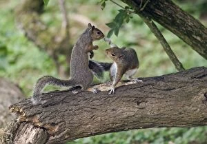 Images Dated 12th June 2010: Grey Squirrels standing upright having a fight on branch Oxon UK
