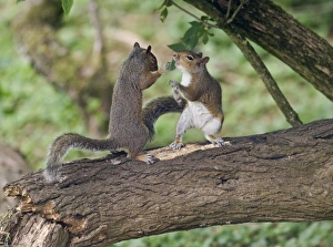 Images Dated 12th June 2010: Grey Squirrels standing upright having a fight on branch Oxon UK