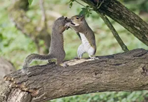 Play Fighting Prints: Grey Squirrels standing upright having a fight on branch Oxon UK