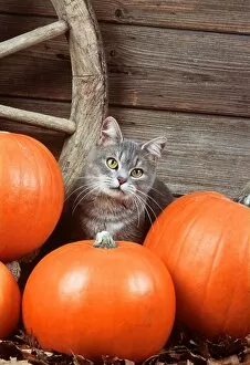 Images Dated 30th September 2008: Grey tabby CAT - With Pumpkins