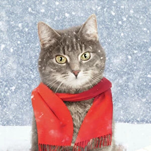 Grey tabby cat wearing a red scarf in the winter snow