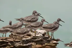 Grey-tailed Tattler flock A winter-plumaged bird at Roebuck Bay near Broome, Western Australia. Breeds in arctic Russia and Siberia and winters in Southeast Asia and Australia