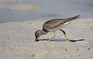 Images Dated 11th May 2007: Grey-tailed Tattler probing in mud A winter-plumaged bird at Broome, Western Australia