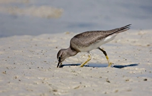 Images Dated 11th May 2007: Grey-tailed Tattler probing in mud A winter-plumaged bird at Broome, Western Australia