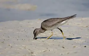 Tattlers Prints: Grey-tailed Tattler probing in mud A winter-plumaged bird at Broome, Western Australia