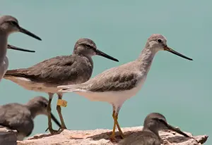 Grey-tailed Tattler and Terek Sandpiper (Tringa (Xenus) cinereus) The Grey-tailed Tattler was leg-flagged at Roebuck Bay, Western Australia where this picture was taken