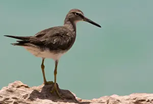 Tattlers Prints: Grey-tailed Tattler A winter-plumaged bird at Roebuck Bay near Broome