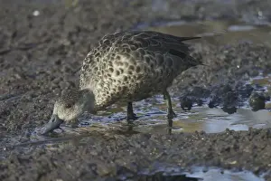 Teals Prints: Grey Teal Feeding at Sewage Ponds, Mt Isa, Queensland, Australia