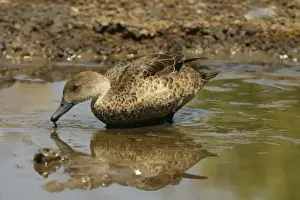 Teals Prints: Grey Teal Near Sewage Ponds, Mt Isa, Queensland, Australia