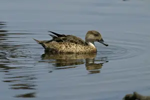 Grey Teal Near Sewage Ponds, Mt Isa, Queensland, Australia
