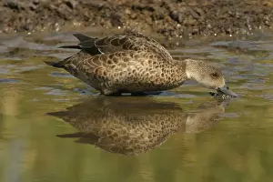 Grey Teal Near Sewage Ponds, Mt Isa, Queensland, Australia