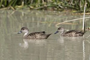 Images Dated 17th September 2010: Grey Teal A pair at Mungerannie Wetland, Birdsville Track, South Australia
