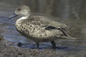 Teals Prints: Grey Teal Sewage Ponds, Mt Isa, Queensland, Australia