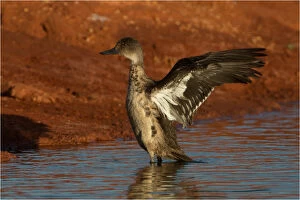 Grey Teal - wing flapping - at Papunya Aboriginal