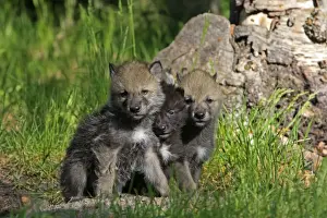 Grey / Timber Wolf - 1 month old pups. Montana - United States