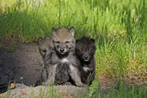 Grey / Timber Wolf - 1 month old pups. Montana - United States