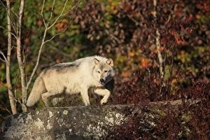 Images Dated 26th September 2010: Grey Timber Wolf