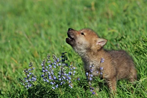 Calling Collection: Grey /Timber Wolf - 8 week old cub - calling. Montana - USA