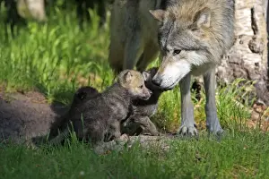 Grey / Timber Wolf - Adult with 1 month old pups. Montana - United States