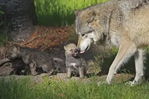 Grey / Timber Wolf - Adult with 1 month old pups. Montana - United States