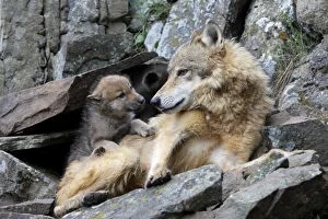 Images Dated 3rd June 2009: Grey /Timber Wolf - with babies 8 weeks old. Montana - USA