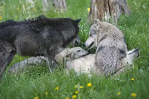 Packs Prints: Grey / Timber Wolf - group. Montana - United States