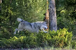 Grey / Timber Wolf - jumping. Montana - United States