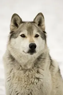 Grey / Timber Wolf - Male in snow - Originally found throughout most of North America except western California and the Southeast-loss of habitat and persecution have caused a drastic decline in their numbers