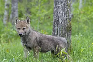 Grey / Timber Wolf - three month old pup. Minnesota - United States