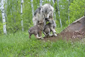 Grey / Timber Wolf - with pups. Minnesota - United States