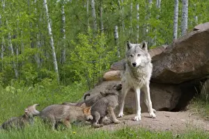 Grey / Timber Wolf - with pups. Minnesota - United States