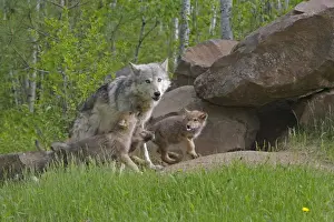 Grey / Timber Wolf - with pups. Minnesota - United States