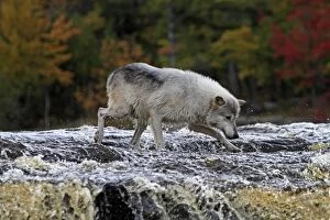 Grey Timber Wolf - in shallow water