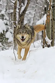 Grey / Timber Wolf - in snow. Montana - USA