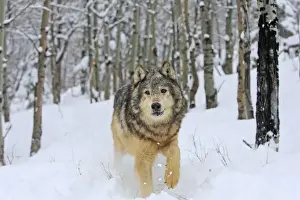 Grey / Timber Wolf - in snow. Montana - USA