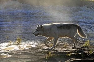 Images Dated 26th September 2010: Grey Timber Wolf - by water
