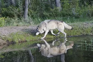 Grey / Timber Wolf - by water. Montana - United States