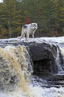 Grey Timber Wolf - by waterfall