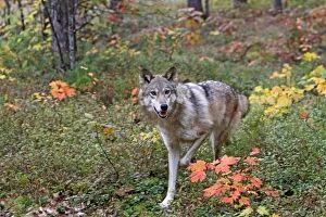 Grey Timber Wolf - in woods
