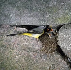 Wagtails Prints: Grey Wagtail