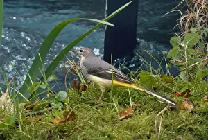 Grey Wagtail