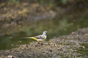 Images Dated 2nd May 2005: Grey Wagtail - catching insects beside muddy pool - May - Narborough - Norfolk - UK