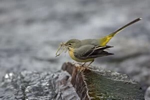 Grey Wagtail - female with nest material in beak